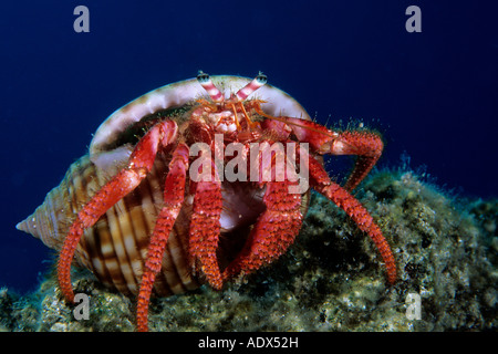 L'ermite Dardanus arrosor Kas Lycie Région Méditerranée Turquie Banque D'Images