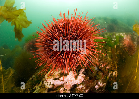 L'oursin rouge géant Strongylocentrotus franciscanus British Columbia Pacific Ocean Canada Banque D'Images