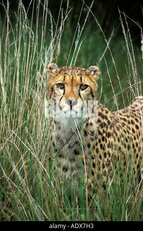 Le parc safari Beekse Bergen Banque D'Images