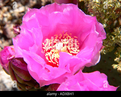 Fleurs de cactus de castor dans la vallée de la mort Banque D'Images