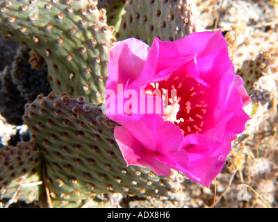 Fleurs de cactus de castor dans la vallée de la mort Banque D'Images