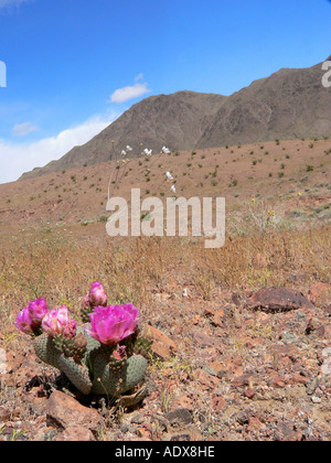 Fleurs de cactus de castor dans la vallée de la mort Banque D'Images