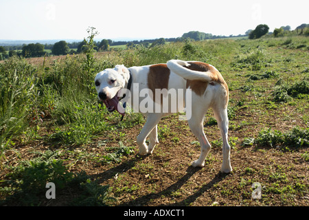 Chien de ferme rocé, Hampshire en Angleterre. Banque D'Images