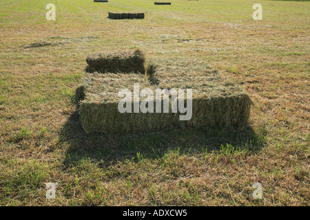 Bottes de foin dans un champ, Hampshire en Angleterre. Banque D'Images