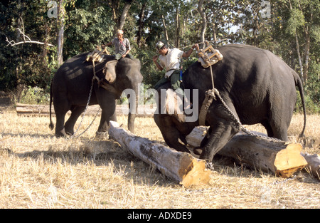 Des éléphants au travail un chantier de bois de teck de Birmanie Myanmar Banque D'Images