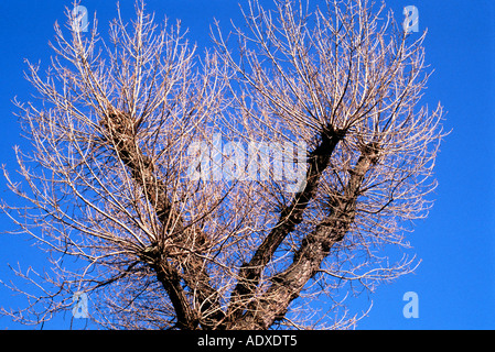 Tree top contre le ciel bleu clair. Banque D'Images