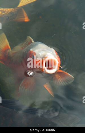 La carpe koï dans étang de jardin Banque D'Images