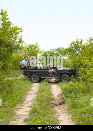 Les touristes en jeep à la recherche au guépard couché sur chemin de terre Banque D'Images