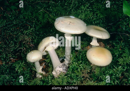 Faux deathcap (Amanita citrina), Autriche Banque D'Images