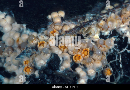 Sphaerobolus stellatus (shooting star), l'Allemagne, région du Rhin inférieur, Wegberg Banque D'Images