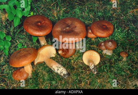 Bruant milkcap (Lactarius rufus), Allemagne, Eifel Banque D'Images