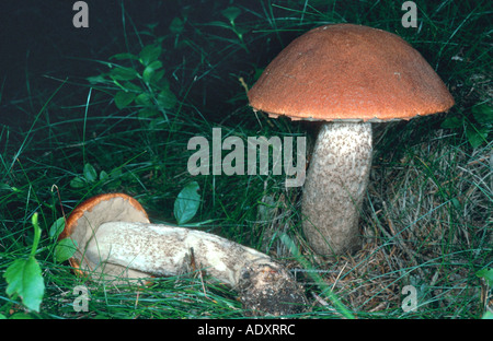 Le Leccinum vulpinum foxy (bolet), Autriche Banque D'Images