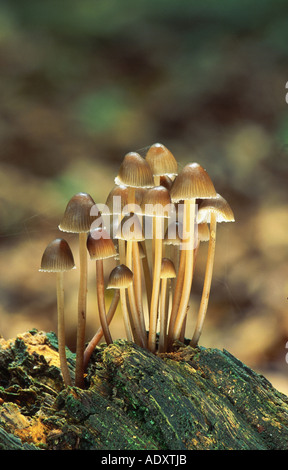 Saffrondrop bonnet (Mycena crocata), Allemagne, Schleswig-Holstein Banque D'Images