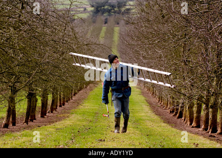 Taille hivernale des pommiers à cidre Séry verger fournisseur de pommes à cidre Gaymers Gloucestershire Angleterre Banque D'Images