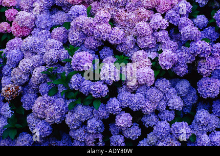 Hortensia bleu Banque D'Images