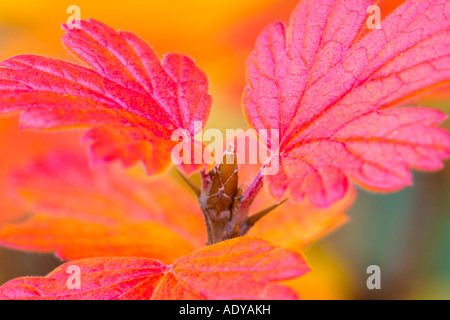 Plan des feuilles d'automne Banque D'Images