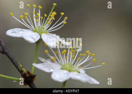 Prunellier, prunelle (Prunus spinosa), les fleurs à une brindille, Allemagne, Hesse, NSG Kuehkopf-Knoblochsaue Banque D'Images