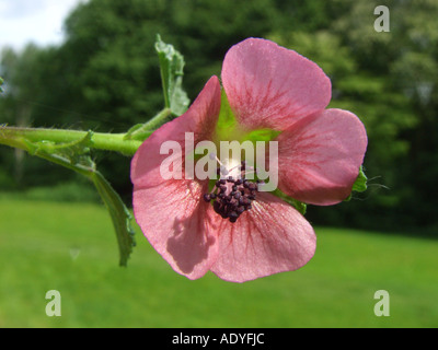 Anisodontea capensis mauve du cap (, Malvastrum capensis, Anisodontia capensis), fleur Banque D'Images