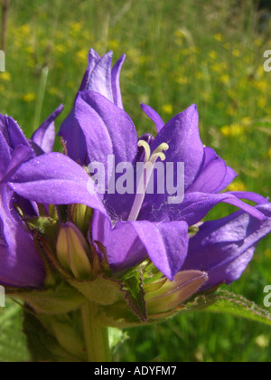 Bellflower en cluster, dane's-sang (Campanula glomerata), seule fleur Banque D'Images