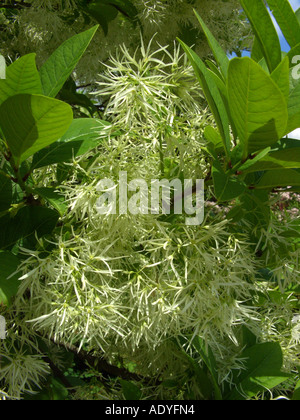 Fringe American Tree (Chionanthus virginica, Chinanthus virginicus), inflorescences Banque D'Images