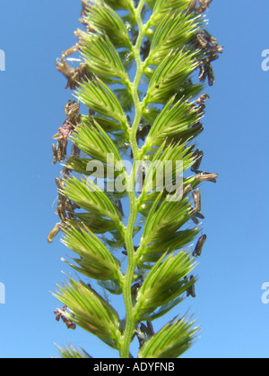 Queue du chien-chien à crête, herbe-tail (Cynosurus cristatus), découpe, de l'inflorescence Banque D'Images