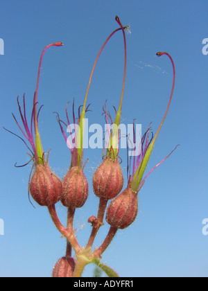 Géranium sanguin (Geranium macrorrhizum rock), les jeunes fruits contre le ciel bleu Banque D'Images
