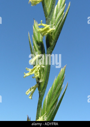 Darnel commun commun, ray ray, vivace, ray-grass vivace (Lolium perenne var. perenne), l'épillet contre le ciel bleu Banque D'Images