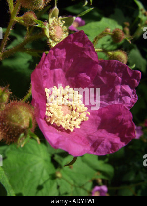 La framboise, la floraison floraison mauve-framboise, ronce, American bramble (Rubus odoratus), fleur Banque D'Images