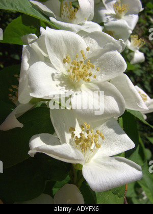 Syringa, sweet mock-orange (Philadelphus coronarius), fleurs Banque D'Images