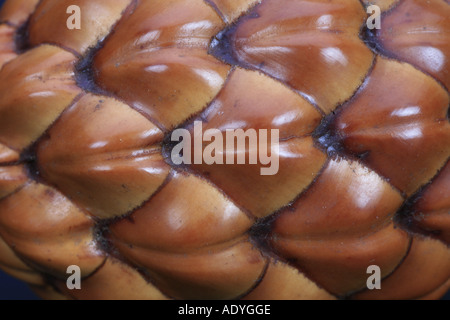 Raphia (Raphia farinifera), les fruits (drupes), détail de la surface Banque D'Images