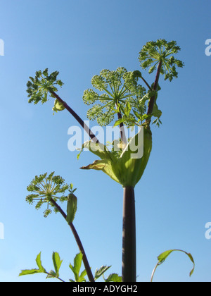 L'Angélique (Angelica archangelica ssp. litoralis), qui fleurit à la Riverside contre le ciel bleu Banque D'Images