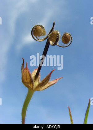 Couper les feuilles de géranium, de feuilles de géranium sanguin, cut-leaved géranium sanguin (Geranium dissectum), de fruits mûrs sur fond de ciel bleu Banque D'Images