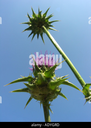 Bienheureuse milkthistle, dame de Pitcher, le chardon-Marie (Silybum marianum), inflorescences contre le ciel bleu Banque D'Images