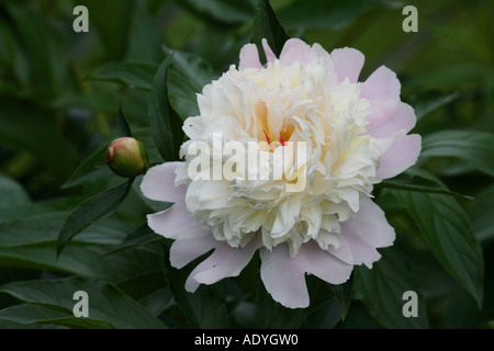 La pivoine (Paeonia officinalis), fleur, blanc Banque D'Images