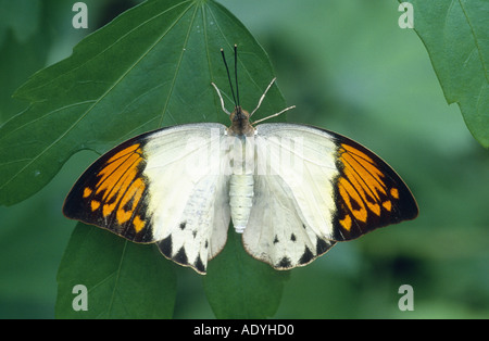 Grande pointe orange (Hebomoia glaucippe), imago, côté supérieur, de l'Allemagne. Banque D'Images