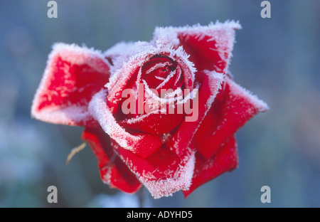 Rose (Rosa spec.), red rose blossom couverte de givre, de l'Allemagne. Banque D'Images