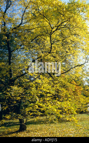 Noyer (Juglans regia), arbre en automne. Banque D'Images