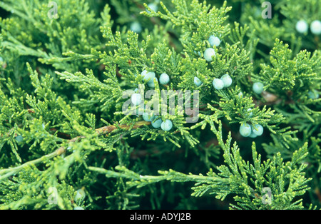 Savine (Juniperus sabina), branche avec fruits Banque D'Images