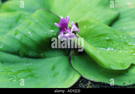 Maraba, galanga, galangale moindre résurrection, Lily, de sable (gingembre Kaempferia galanga), la floraison, l'Inde. Banque D'Images