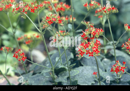 Étoile brillante, flaming katy, Madagascar widow's thrill (Kalanchoe blossfeldiana), blooming Banque D'Images