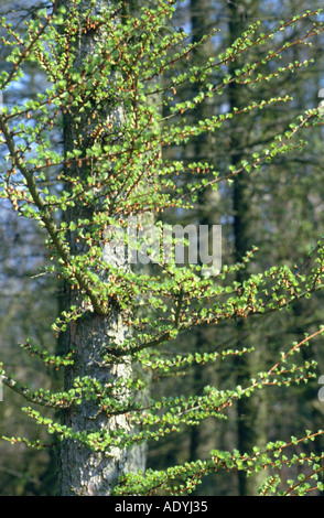 Le mélèze commun européen, mélèze (Larix decidua), arbre aux jeunes aiguilles, l'Europe centrale. Banque D'Images