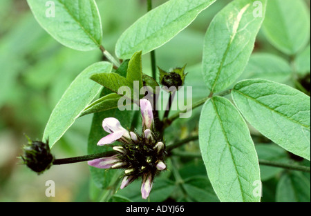 Arabian rhizoctone brun pois, pois, trèfle hauteur scurfy (Bituminaria bituminosa), blooming, Canaries. Banque D'Images