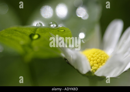 Daisy (Chrysanthemum spec.), s'épanouir avec reflets de lumière, l'Allemagne, la Saxe, Vogtland. Banque D'Images