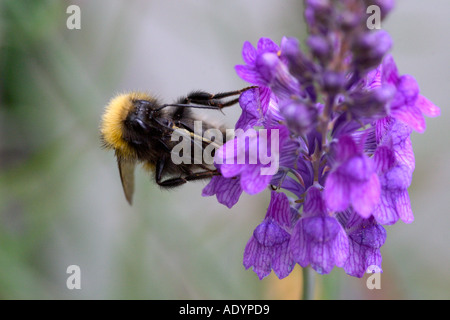 Bourdon la collecte de nectar sur fleur bleue Akaroa Nouvelle Zélande montrant proboscis Banque D'Images