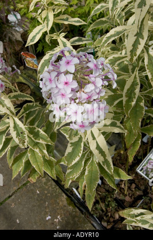 Coin de la Beth Chatto Gardens Elmstead Market près de Colchester Essex GB UK Banque D'Images