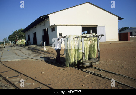 Madagaskar, Afrique, le sisal-production Banque D'Images