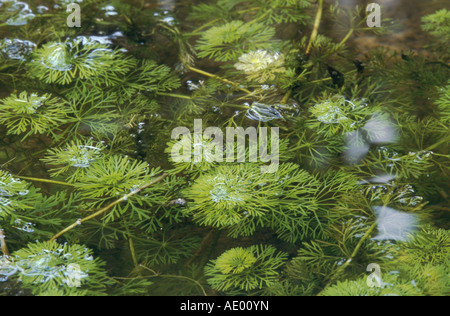 Marshweed asiatique, nain ambulia limnophila Limnophila, ambulia sessiliflora, Banque D'Images