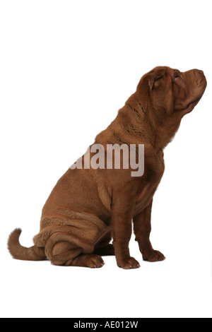 Shar Pei, Chinois Shar-Pei (Canis lupus f. familiaris), assis Banque D'Images
