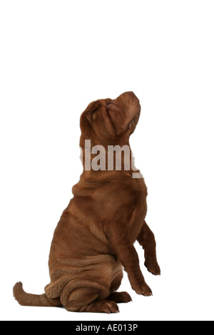 Shar Pei, Chinois Shar-Pei (Canis lupus f. familiaris), assis sur hindpaws Banque D'Images