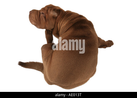 Shar Pei, Chinois Shar-Pei (Canis lupus f. familiaris), à l'éraflure Banque D'Images